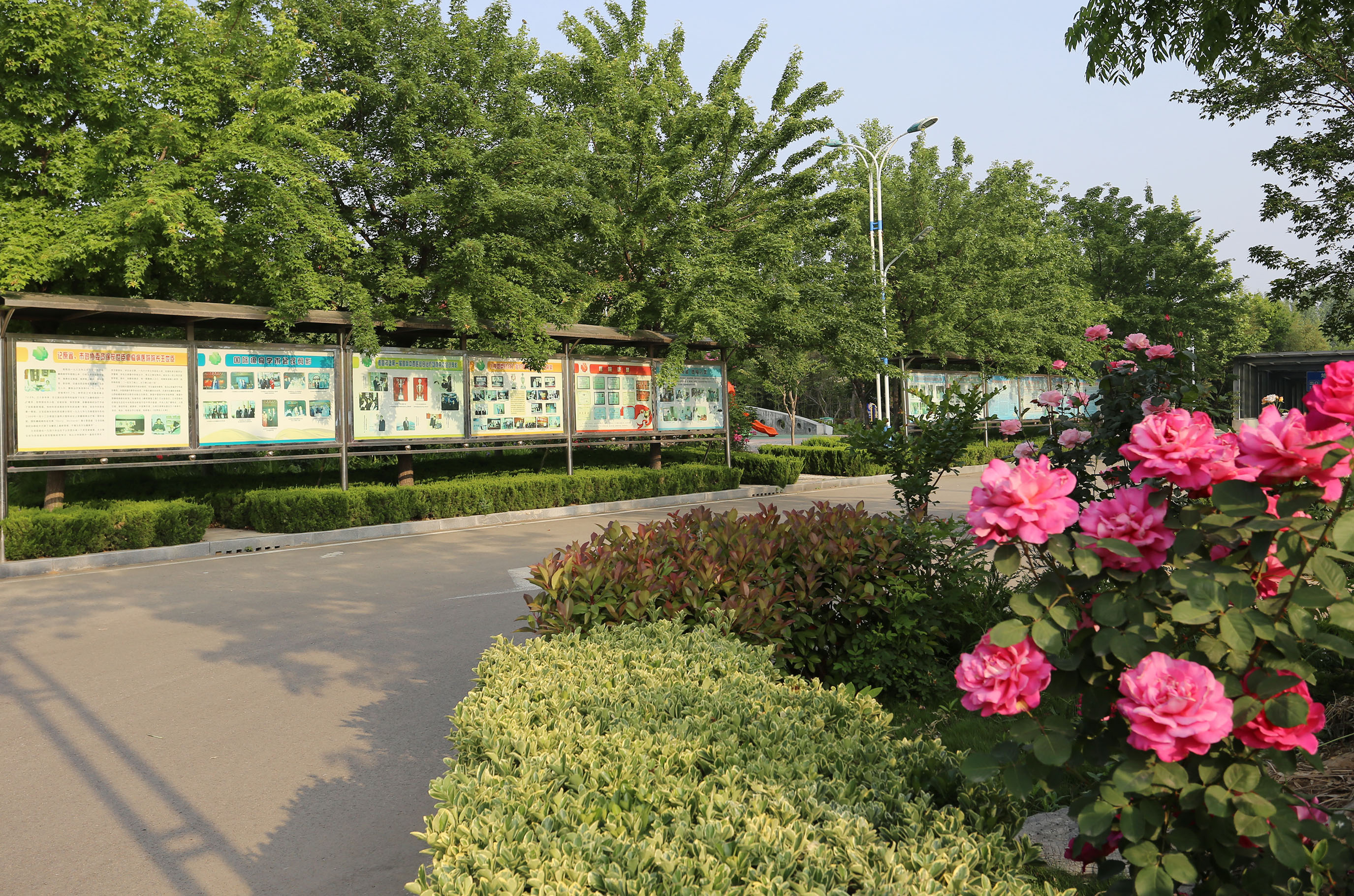 鲜花盛开的五月里满院馨香沁心扉—赵伟摄影、撰文