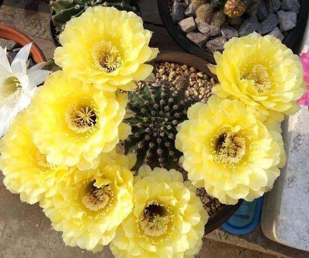 148个仙人球品种大全,100个仙人球品种