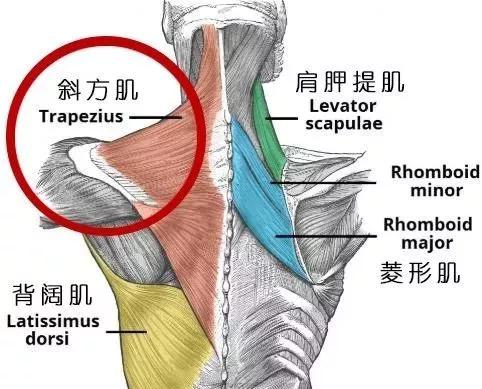 练瑜伽脖子短了还可以恢复吗,经常练瑜伽的能把脖子练长么