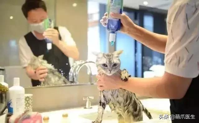 带宠物住宿酒店,带宠旅行酒店