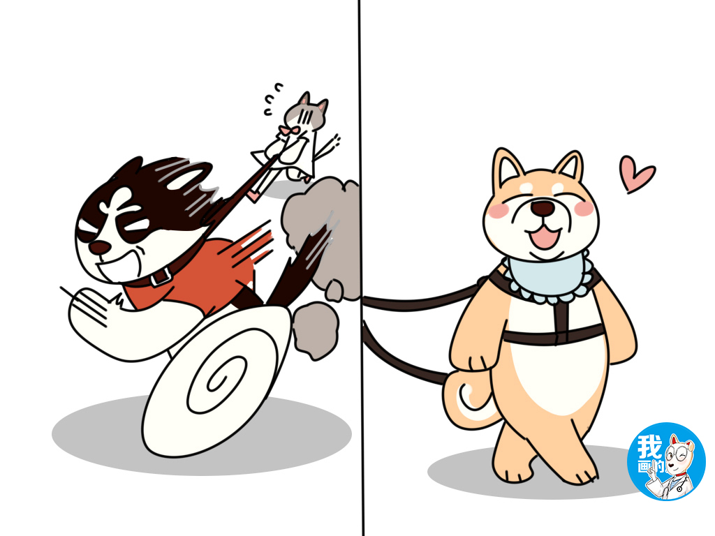 牵引绳胸背带怎么用,牵引绳胸背带选择