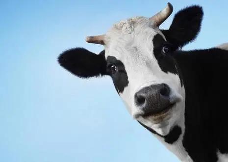 过期奶粉事件,德运奶粉最新事件