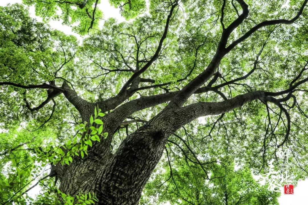 北仑摩天轮俯瞰北仑,可俯瞰北仑