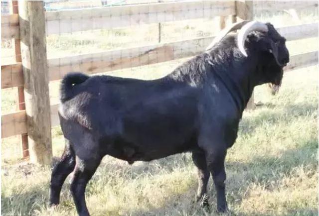 养羊的7个基本知识,养羊四个基础知识