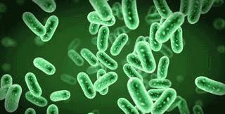 动物为什么会吃掉自己的粪便,动物吃粪便的原因