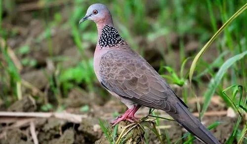 【拍案】吃斑鸠能治病？他们听信偏方拿起弹弓……