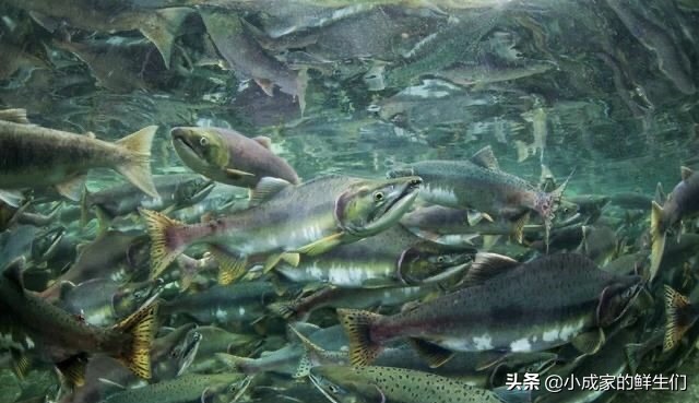 渔民常见捕获海鲜以及价格,野捕海鲜