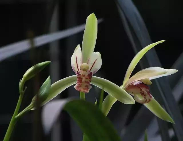 兰花生病长虫怎么办？养兰必知的病虫害和防治方法