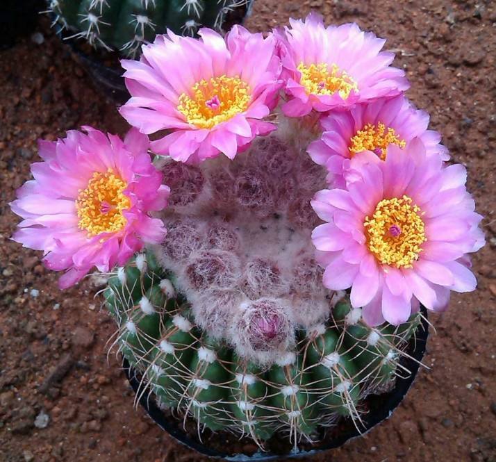 148个仙人球品种大全,100个仙人球品种