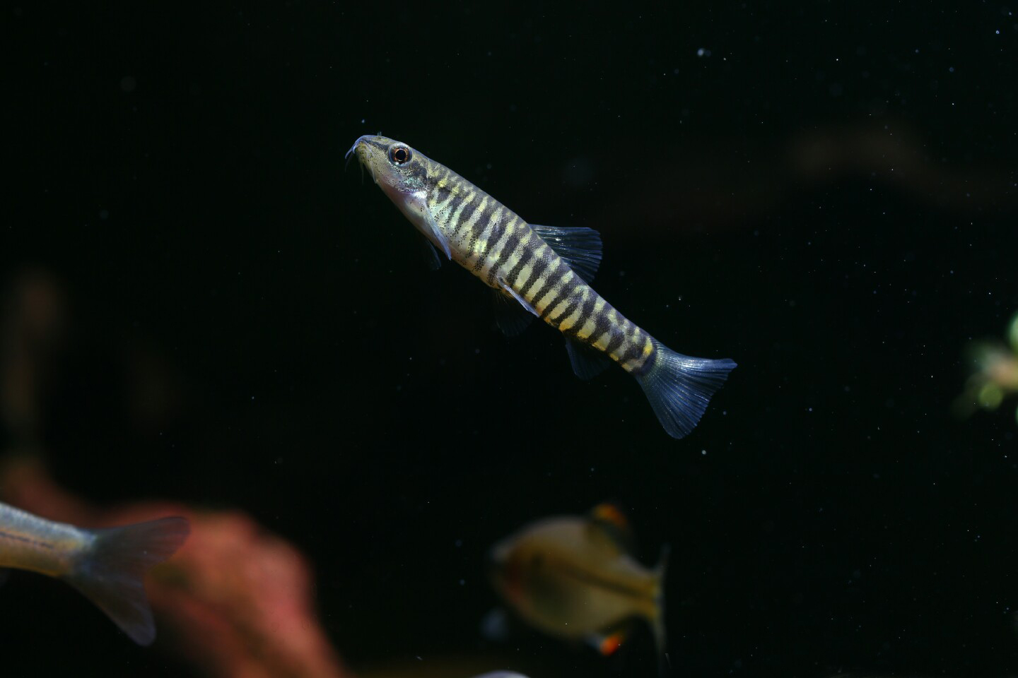 常见观赏鱼有哪些种类,不错的观赏鱼有哪些种类