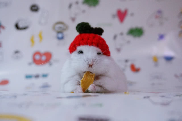 仓鼠笼怎么防臭,仓鼠笼放什么可以除臭