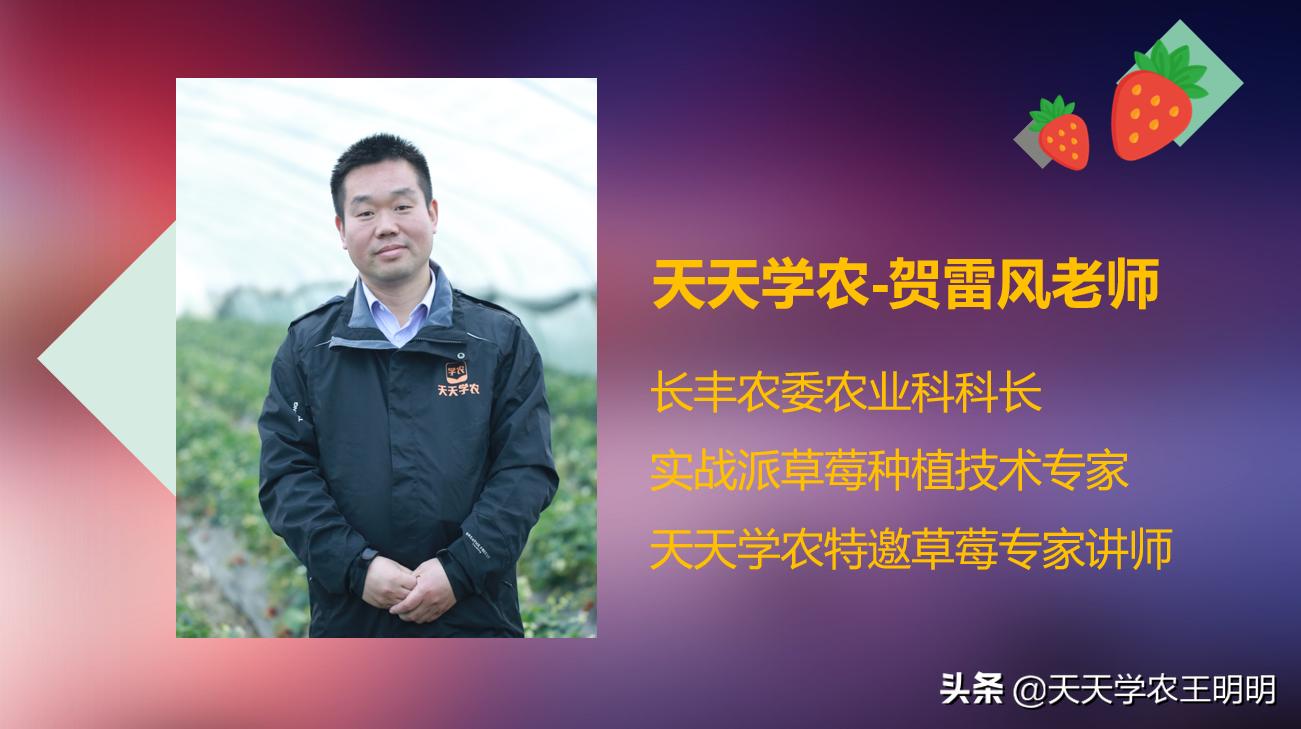 草莓小苗移栽大棚发炭疽病怎么办,草莓炭疽病初期苗还可以治好吗