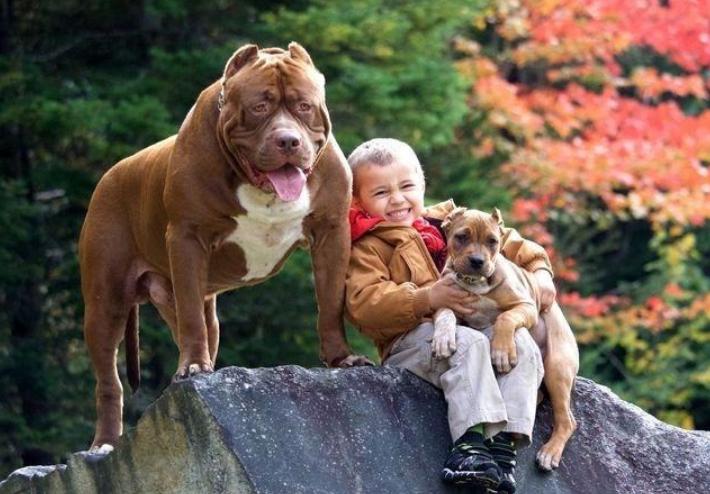 比特犬哪一个血统最好,比特犬什么血统比较好