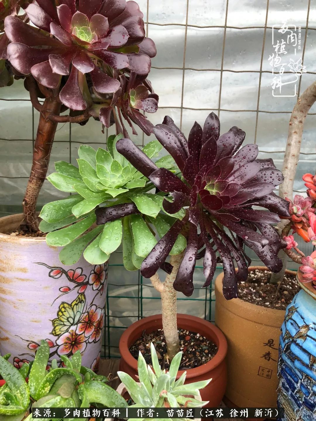 多肉之江湖：众肉友们，修仙渡劫几何了？