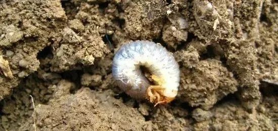 杀灭地下害虫这里有10种绝招,地下害虫最佳灭虫方法