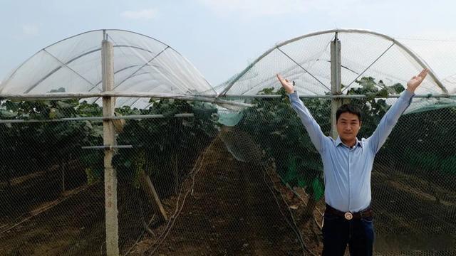 回农村创业种葡萄效益如何,80后小伙创业种葡萄