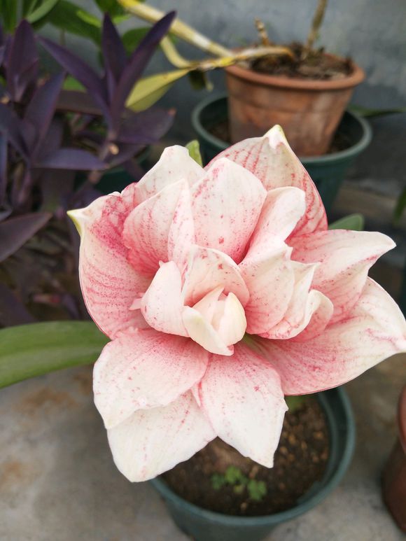 朱顶红长叶修剪的正确方法,朱顶红开花好了怎么修剪