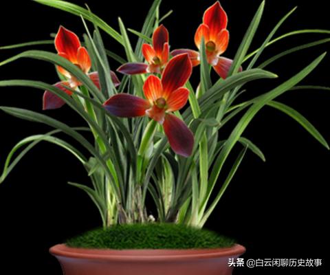 红河红兰花好养活吗,红河红开花惊艳养护简单