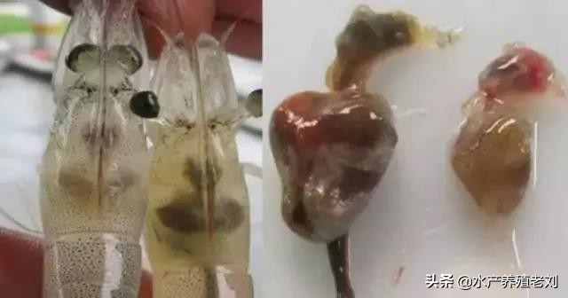 干货,还在花钱学习白对虾养殖方法么?你要的课程这里都有