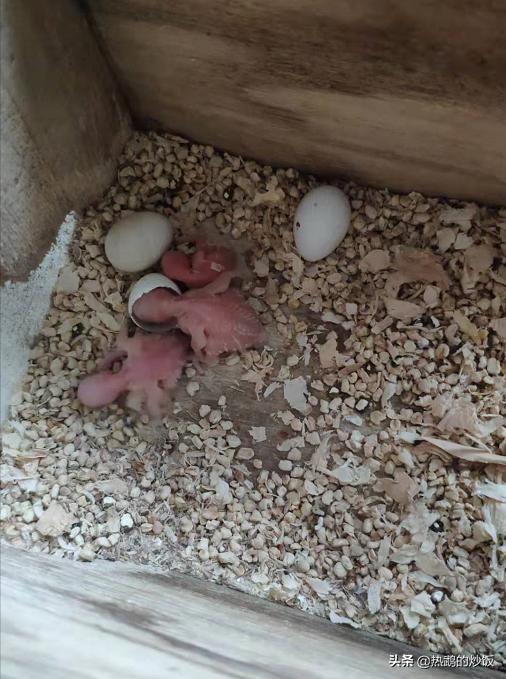 在虎皮鹦鹉繁殖期间需要注意哪些方面和手养虎皮鹦鹉的经验