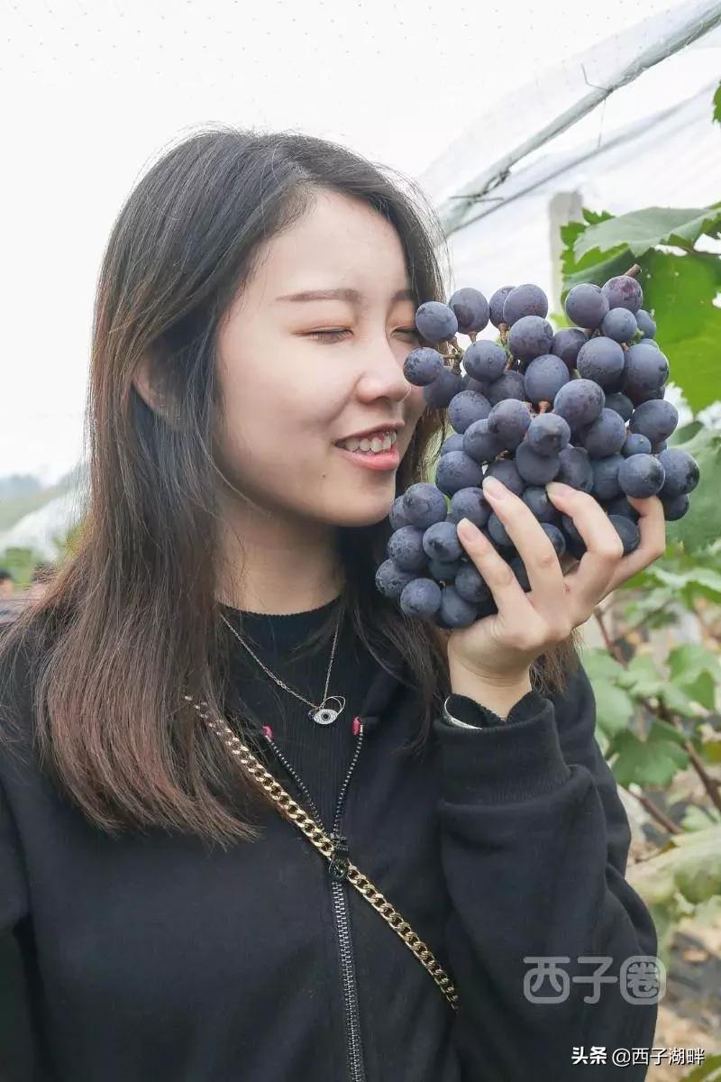 惠州镇隆荔枝什么品种,惠州镇隆自摘荔枝在哪