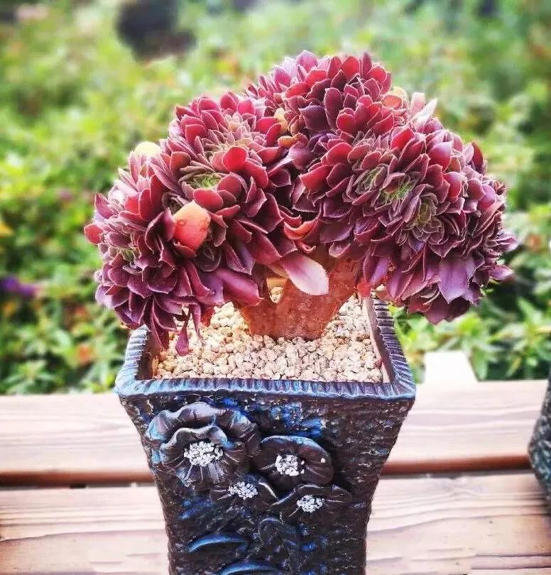 多肉法师韶羞现在能摘心吗,多肉法师欧紫跟韶羞的对比图