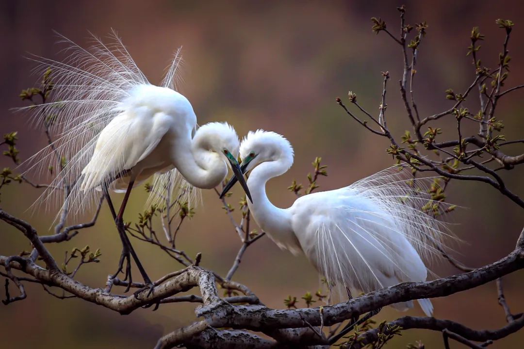 香港第14届全国摄影艺术展,第29届全国摄影艺术展览获奖名单