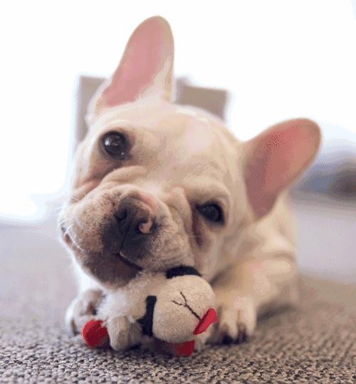 三个人逗一只狗,一只狗开心的日常