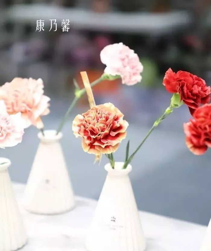 鲜花店常见花材品种大全,花店里同款的两种不同价格的花材