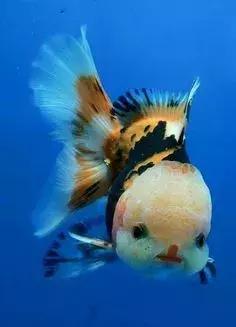 世界上最惊艳的海底照,100张绝美的海底照片