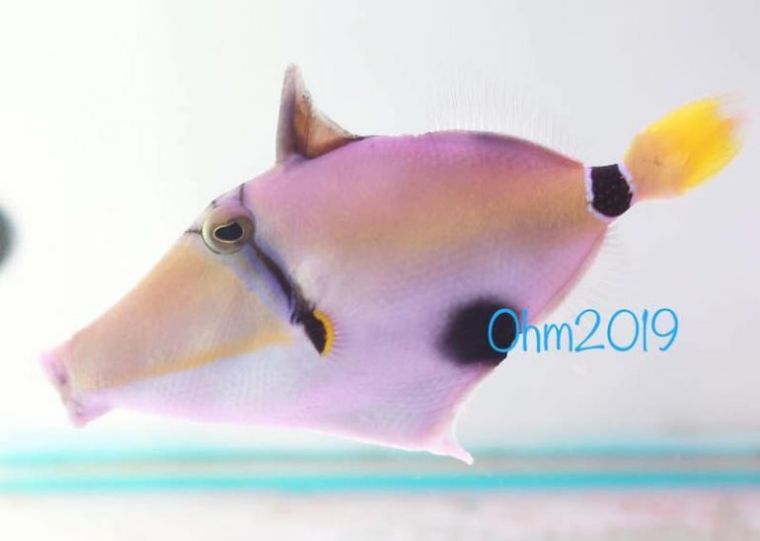 稀有鱼类中的稀有品种，粉红色的深海炮弹鱼你见过吗？