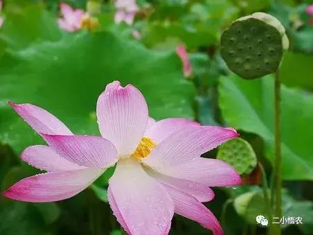 莲蓬种植一亩赚多少钱,莲蓬种每亩投资多少钱