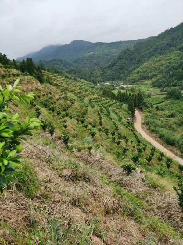 赣南脐橙江南市场价格,赣南脐橙黄龙果市场价格