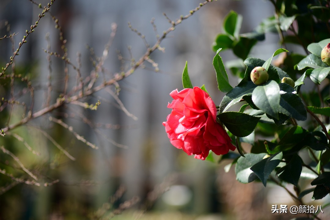 就趁现在，花园最忙碌的季节|园丁