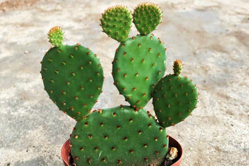 仙人掌死根的原因,为什么仙人掌越养越缩