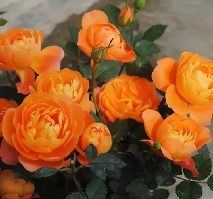 三月最适合种什么花？照着下面养准不会错！好养又好看，满屋飘香