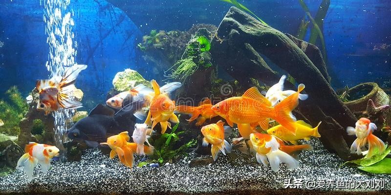 属龙属狗属马属虎养鱼养几条为宜,在院子水缸里养鱼适合养几条