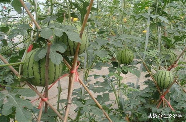 带你看三农知识分享,看西瓜种植技术视频