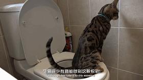 豆瓣9.1，看一次被萌一次，根本顶不住它们的可爱