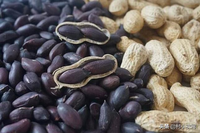 农作物小作坊创业项目,现在农村做什么种植最赚钱最稳