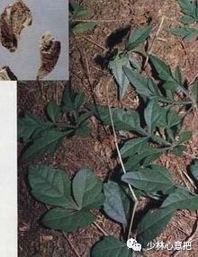 动物中药功效大全,中药药材大全及功效