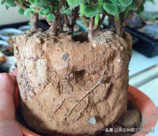 土碱化怎么消除,盆土碱化怎么处理