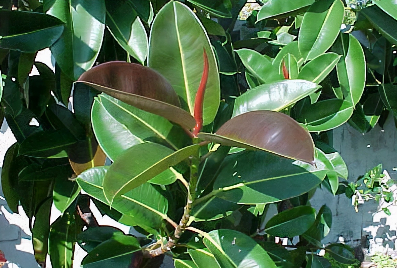 如何选择家中花卉植物盆栽,家庭常见的盆栽花卉的养护与管理