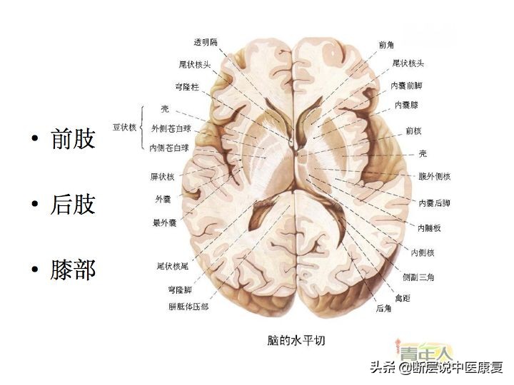 中枢神经系统断层解剖讲解,中枢神经3d解剖动画