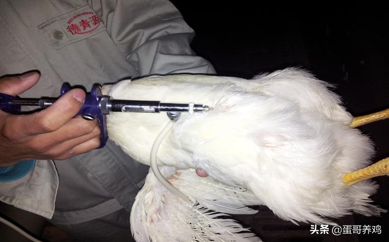 养鸡防疫流程,养鸡防疫最新方法