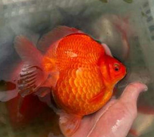 怎么才是正确饲养金鱼的方法,怎么才能正确的饲养金鱼