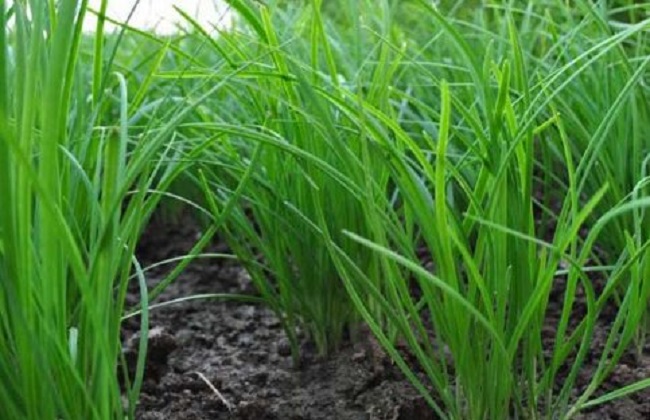 韭菜干尖和有黄白点什么原因,韭菜干尖是什么原因怎样防治