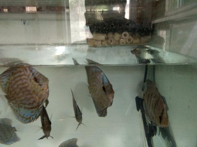 上滤缸改造,一个氧气泵通四个鱼缸