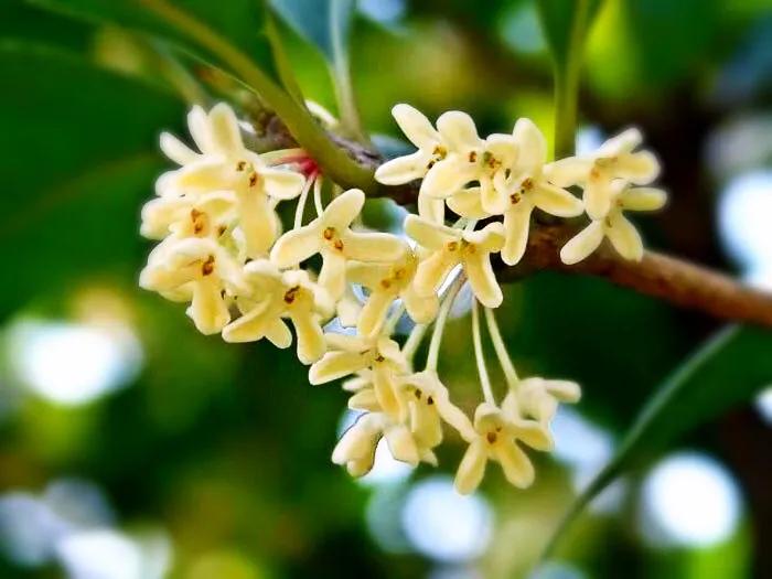 桂花嫁接其它品种桂花,桂花品种里有沉香桂花吗