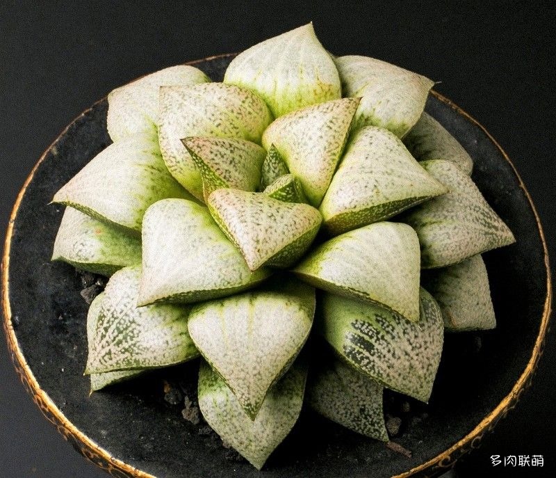 多肉玉露寿的品种图鉴,多肉植物欣赏